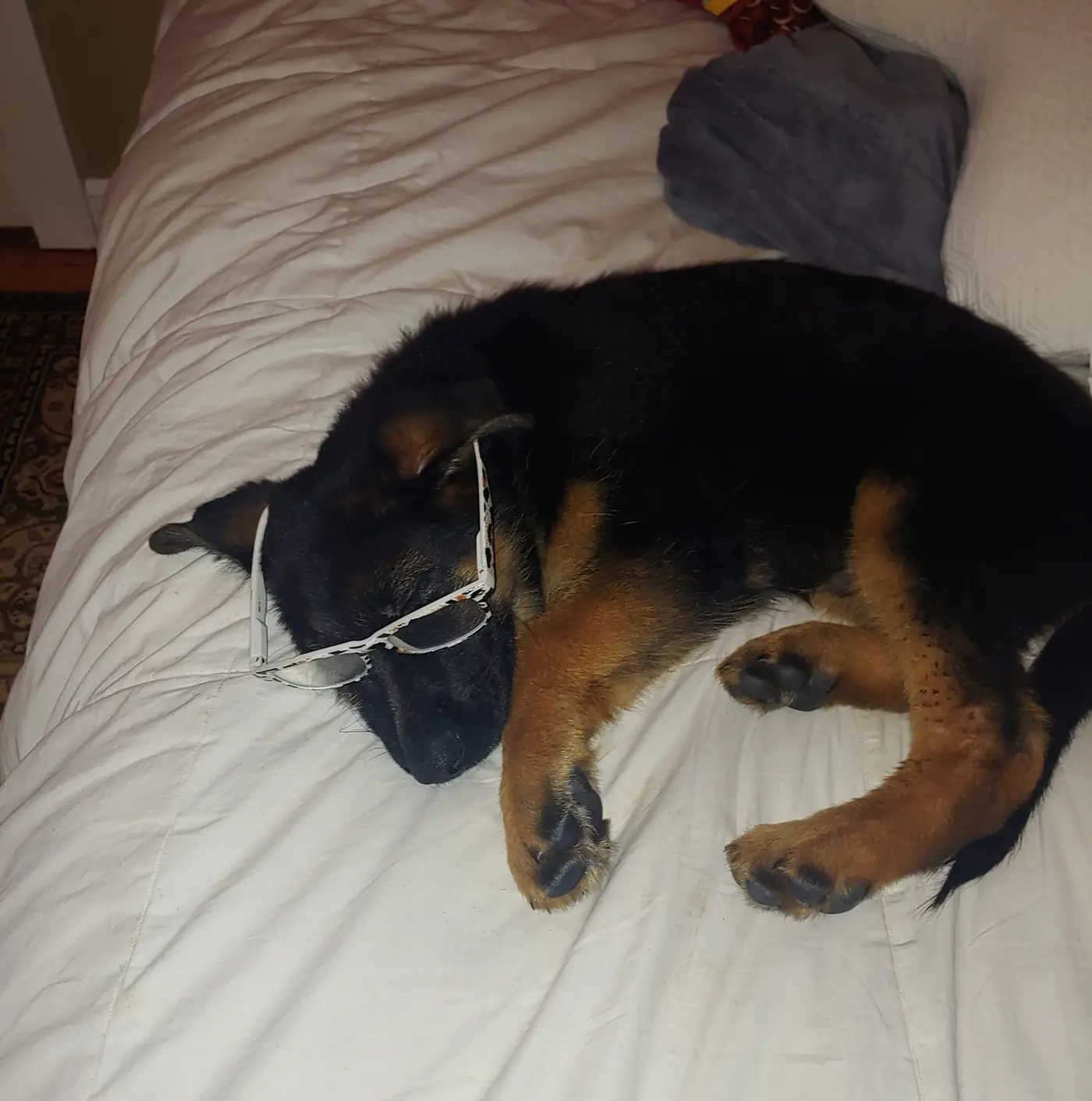 Baby Reno wearing glasses, the original Inspector