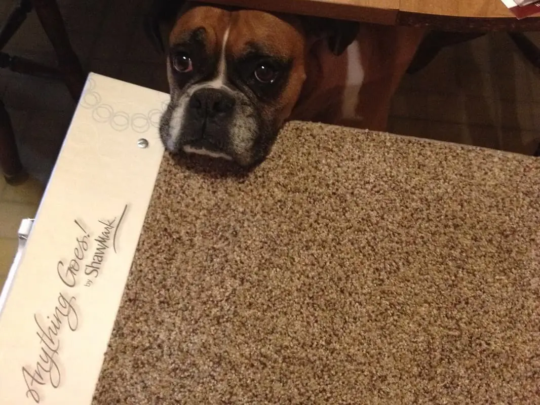 Pet-Approved Carpet Install, Central Ohio